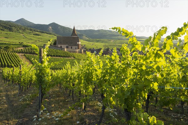 Church within the vineyards