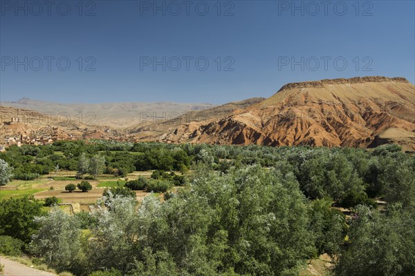 Oasis with date palms