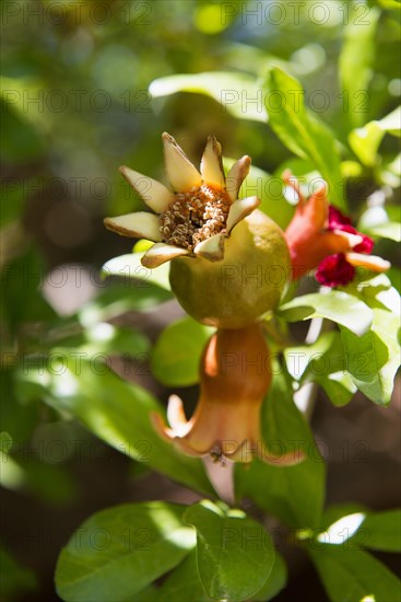Pomegranate (Punica granatum)