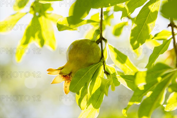 Pomegranate (Punica granatum)
