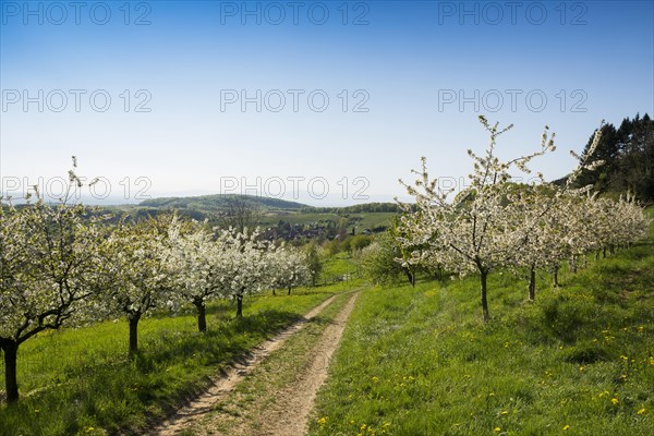 Flowering fruit trees