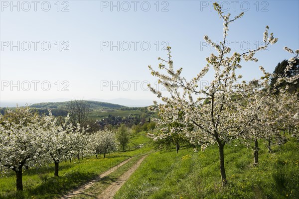 Flowering fruit trees