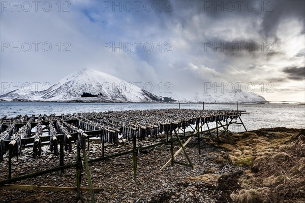 Stockfish hanging up to dry