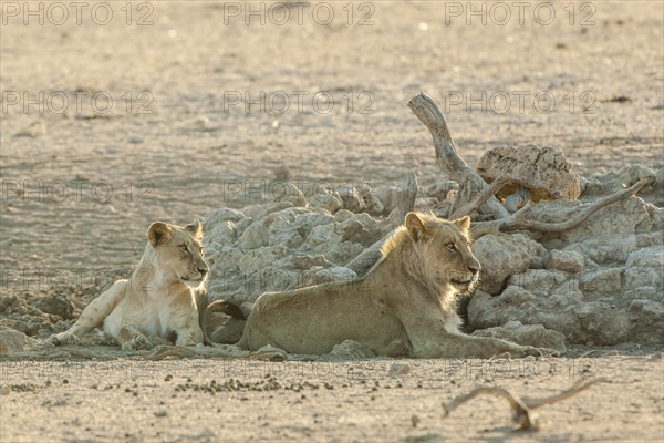 Lions (Panthera leo) resting at a waterhole