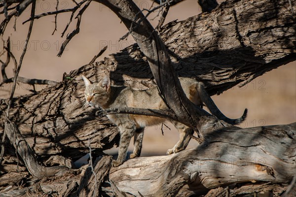 African wildcat (Felis lybica)