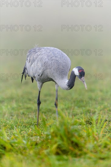Eurasian or common crane (Grus grus)