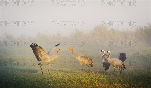 Eurasian or common crane (Grus grus)