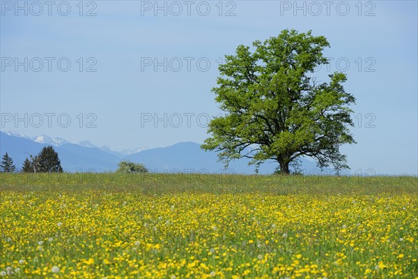 Spring meadows with solitary tree