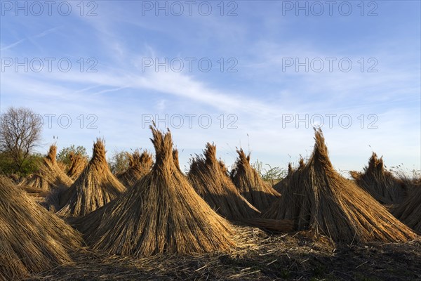 Reeds (Poales) laid out to dry