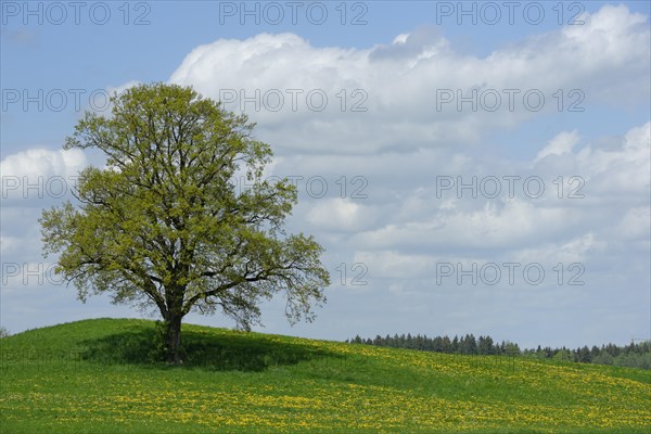 Lone tree with dirt road in Munsing