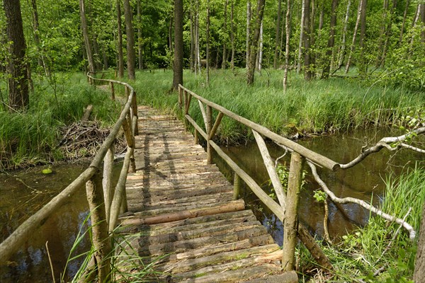 Wooden path