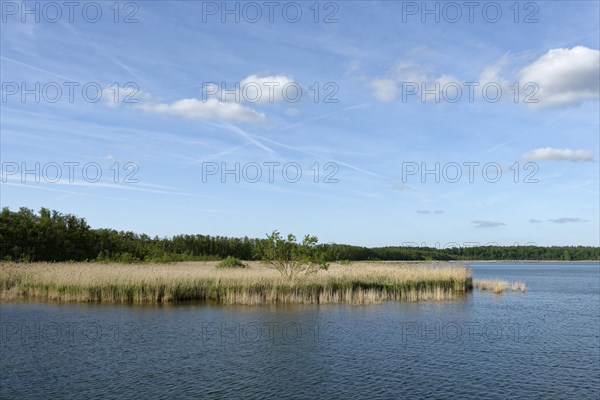 Reed belt along Kolpinsee