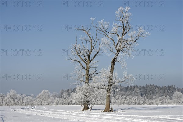 Trees with hoarfrost in winter