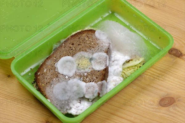 Moldy bread