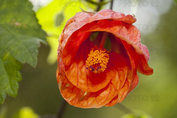 Abutilon Orange (Abutilon)