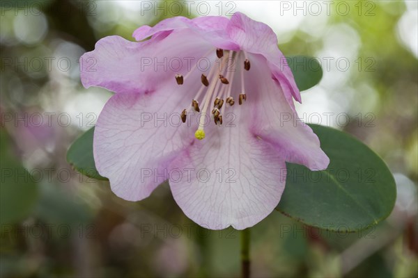 Rhododendron (Rhododendron williamsianum)