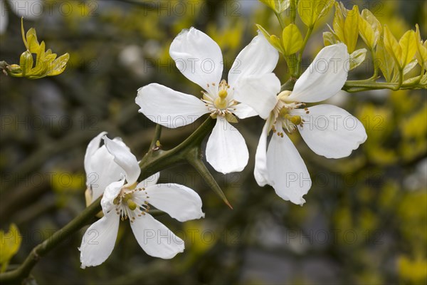 Chinese Bitter Orange (Poncirus trifoliata)