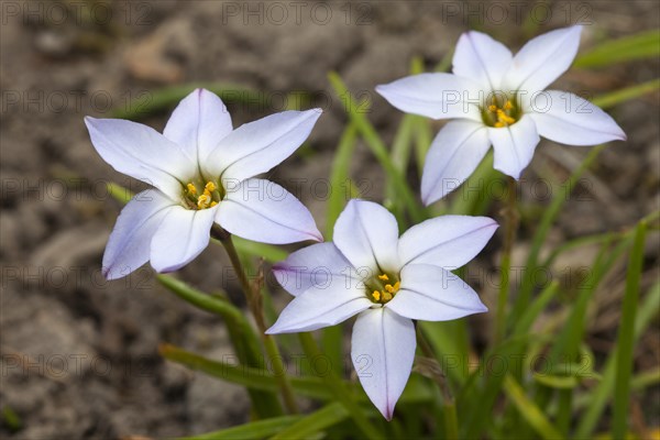 Spring star