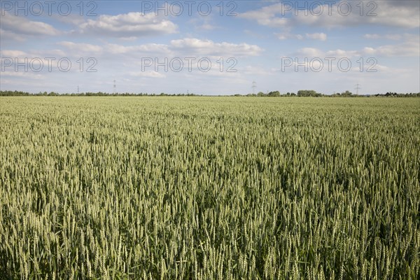 Wheat (Triticum) field
