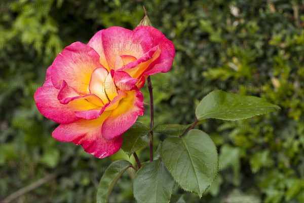 Bloom