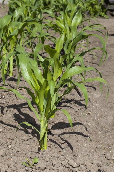 Maize (Zea mays) stalks