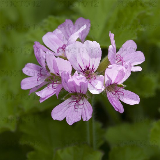 Rose geranium (Pelargonium graveolens)
