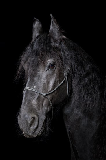Domestic horse (Equus ferus caballus)