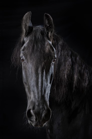 Domestic horse (Equus ferus caballus)