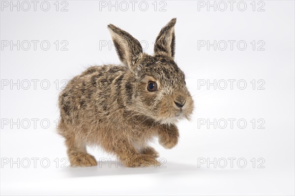 European hare (Lepus europaeus)