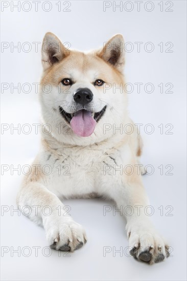 Akita Inu (Canis lupus familiaris)