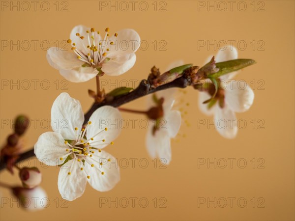 Blooming Zibarte (Prunus domestica ssp. prisca)