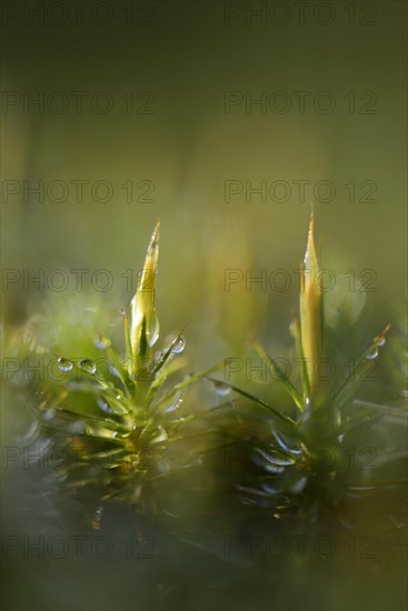 Common Haircap Moss (Polytrichum commune)