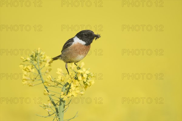 Stonechat (Saxicola rubicola)