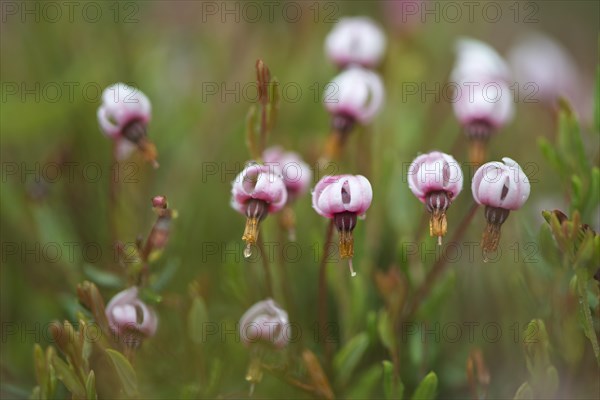 Cranberry (Vaccinium oxycoccus)