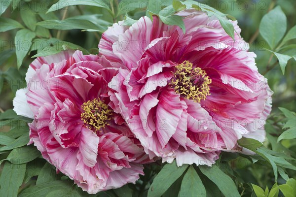 Tree Peony (Paeonia suffruticosa 'Shima-Nishiki')