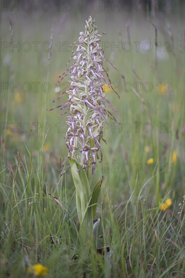 Lizard Orchid (Himantoglossum hircinum)