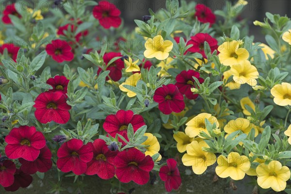Mini Petunias (Calibrachoa hybrids)