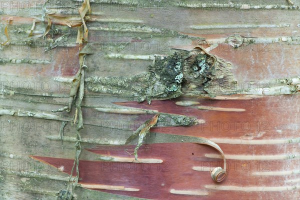 Bark of Erman's Birch (Betula ermanii)