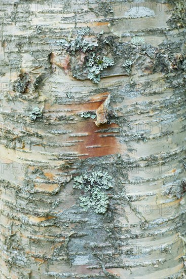 Bark of Erman's Birch (Betula ermanii)