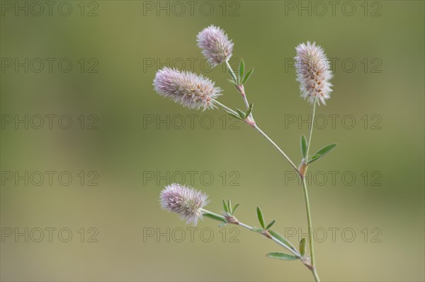 Haresfoot Clover (Trifolium arvense)