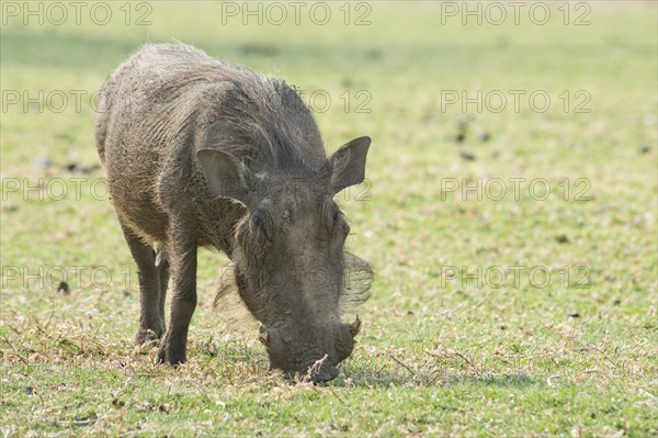 Warthog (Phacochoerus africanus)