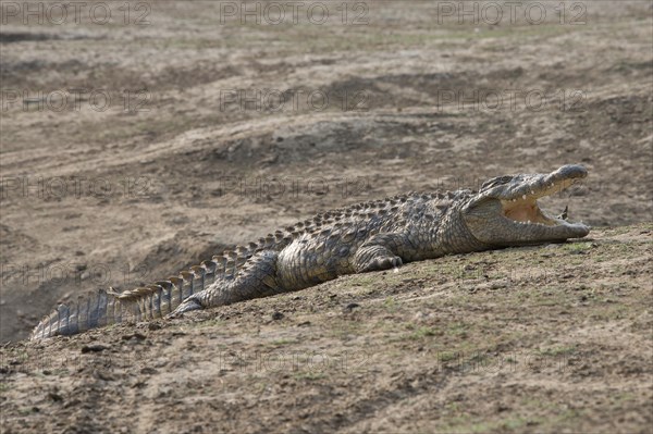 Nile crocodile (Crocodylus niloticus)