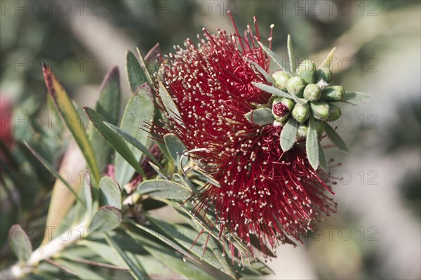 Bottlebrush (Callistemon sp.)