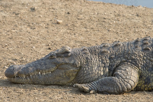 Nile crocodile (Crocodylus niloticus)