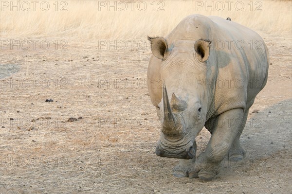 White Rhinoceros (Ceratotherium simum)