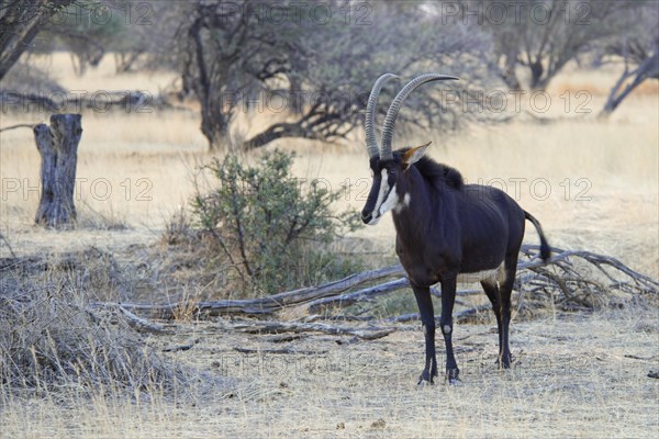 Sable antelope (Hippotragus niger)