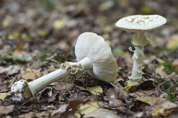 False death cap (Amanita citrina)