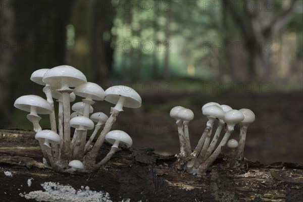Porcelain fungus (Oudemansiella mucida)