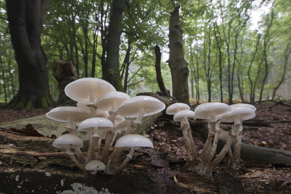 Porcelain fungus (Oudemansiella mucida)