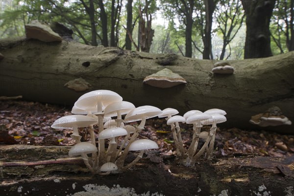 Porcelain fungus (Oudemansiella mucida)